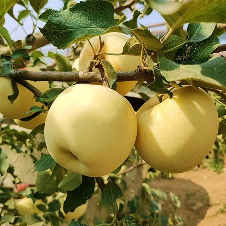 Թարմ ոսկեգույն համեղ խնձորներ