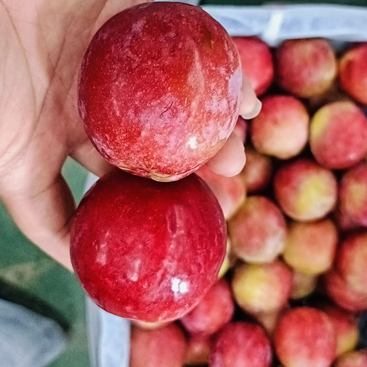Թարմ քաղցր կարմիր Meiyi սալոր