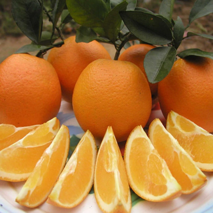 Պրեմիում թարմ հյութալի քաղցր նարինջներ