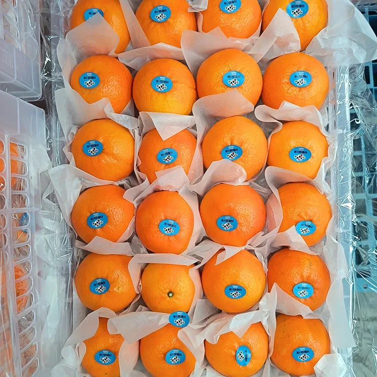 Պրեմիում թարմ քաղցր վոգան մանդարիններ